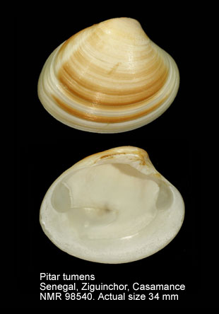 Pitar tumens (3).jpg - Pitar tumens (Gmelin,1791)